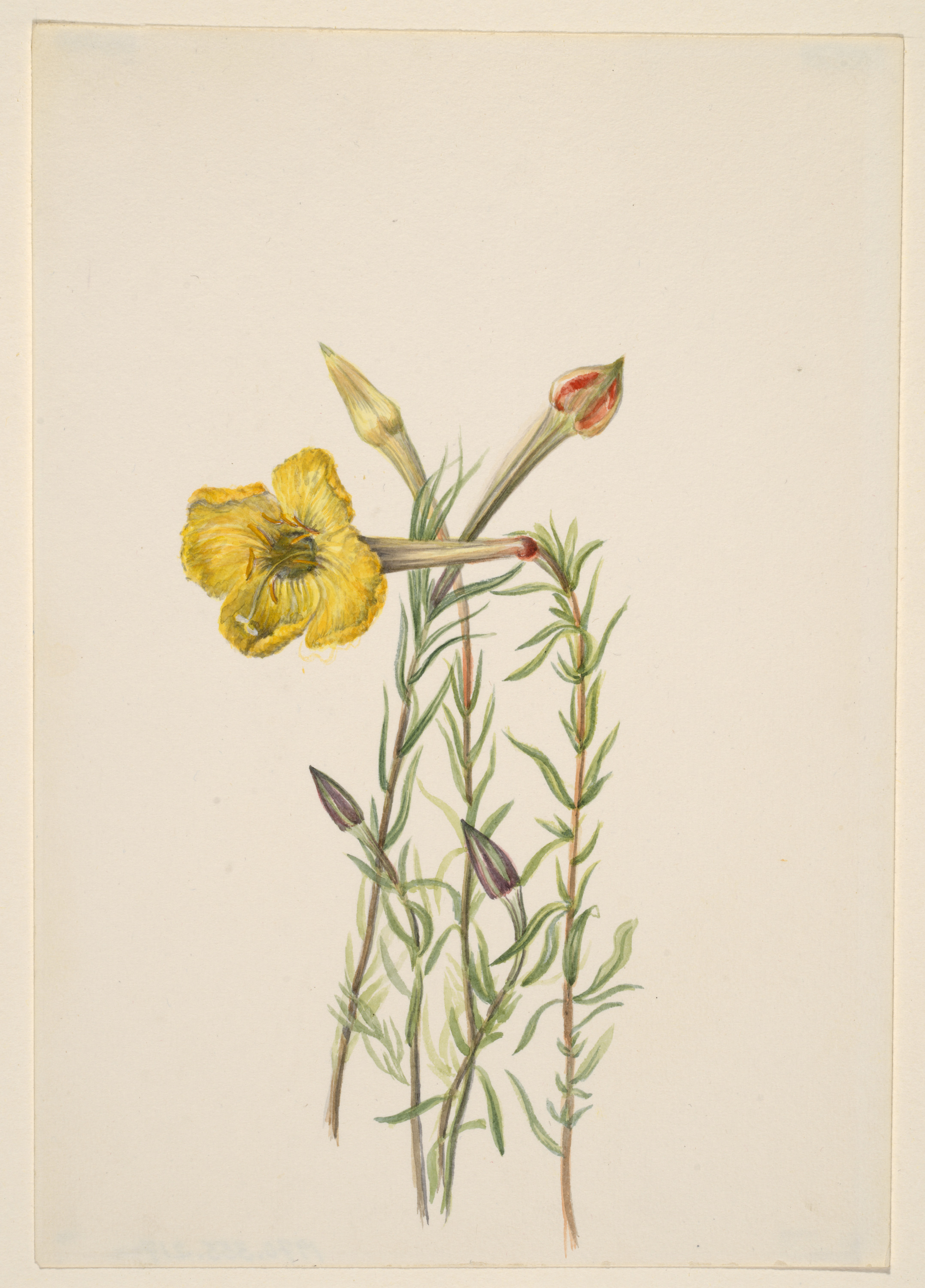 Mary Vaux Walcott, Evening Primrose (Oenothera lavandalaefolia)