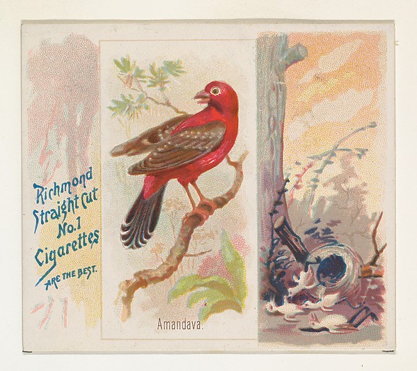 Allen & Ginter, Amandava, from the Song Birds of the World series (N42) for Allen & Ginter Cigarettes