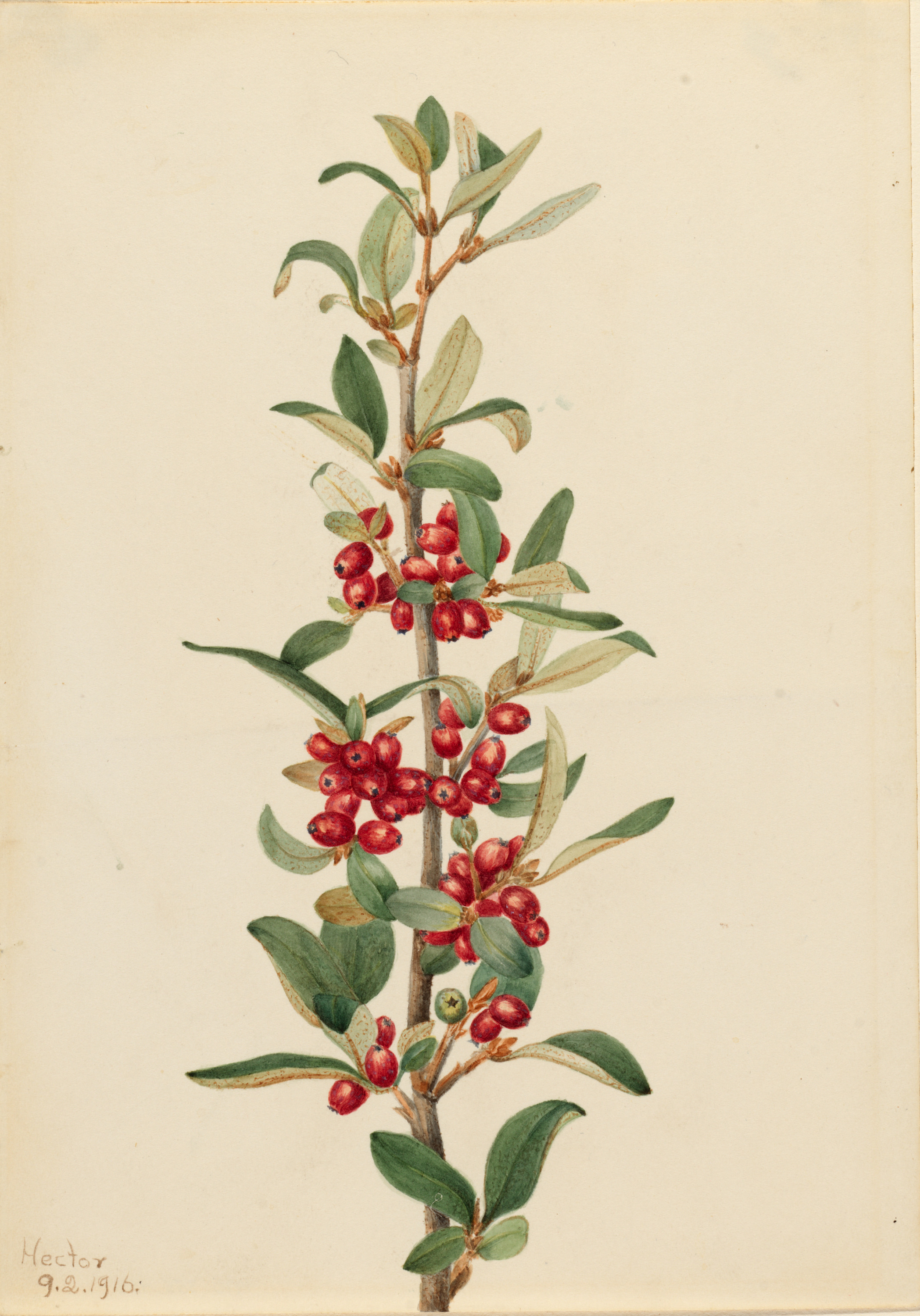 Mary Vaux Walcott, Canada Buffaloberry (Lepargyrea canadensis)