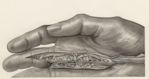 H.G Wetselaar, Muscular tissue of the hand