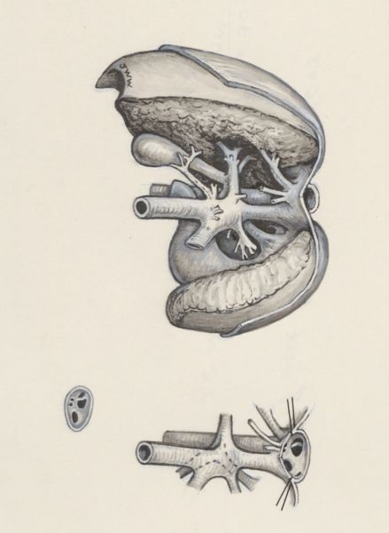 J Wetselaar-Whittaker, Respiratory system of a fetus