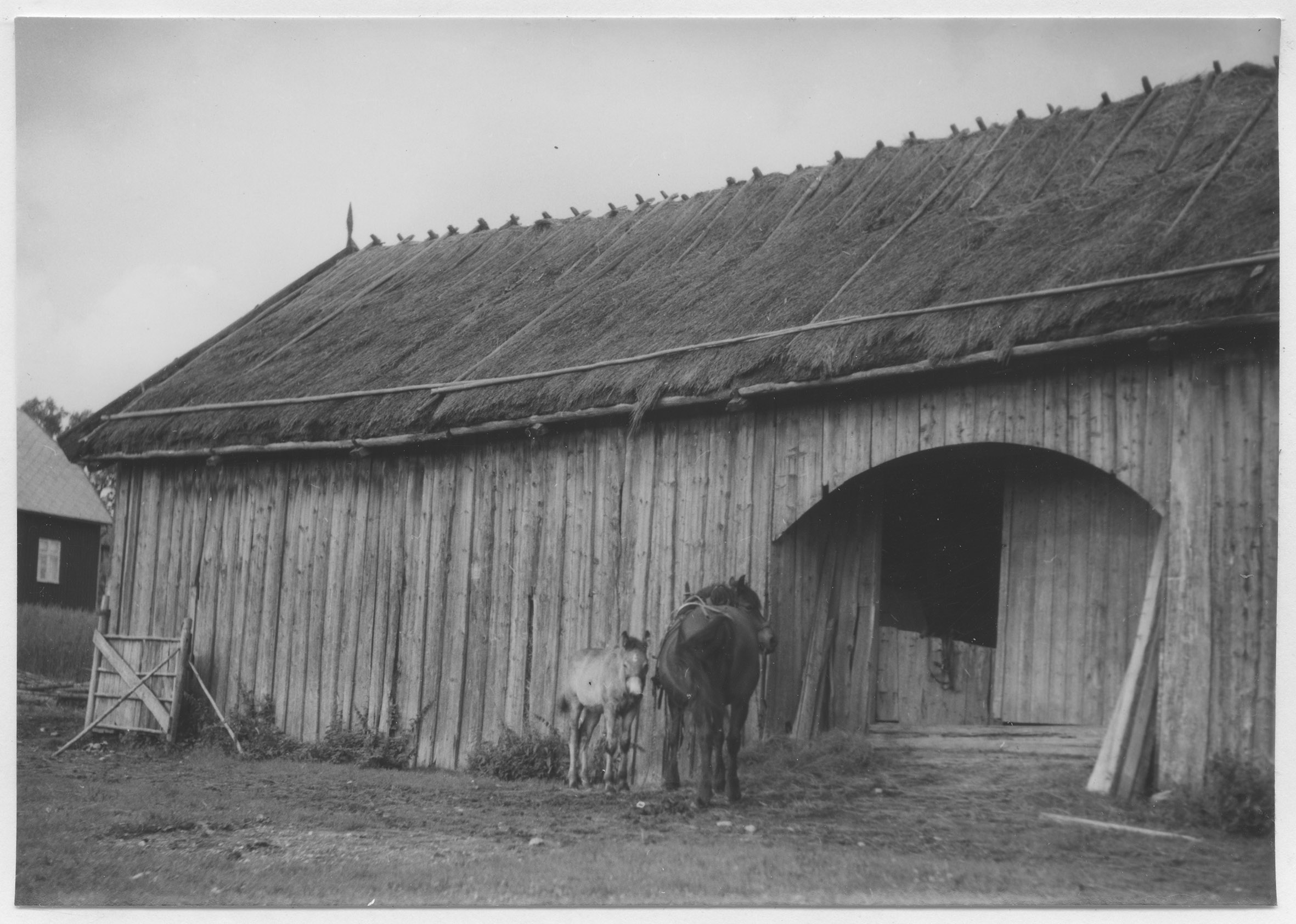 Mårten Sjöbeck, Ånim