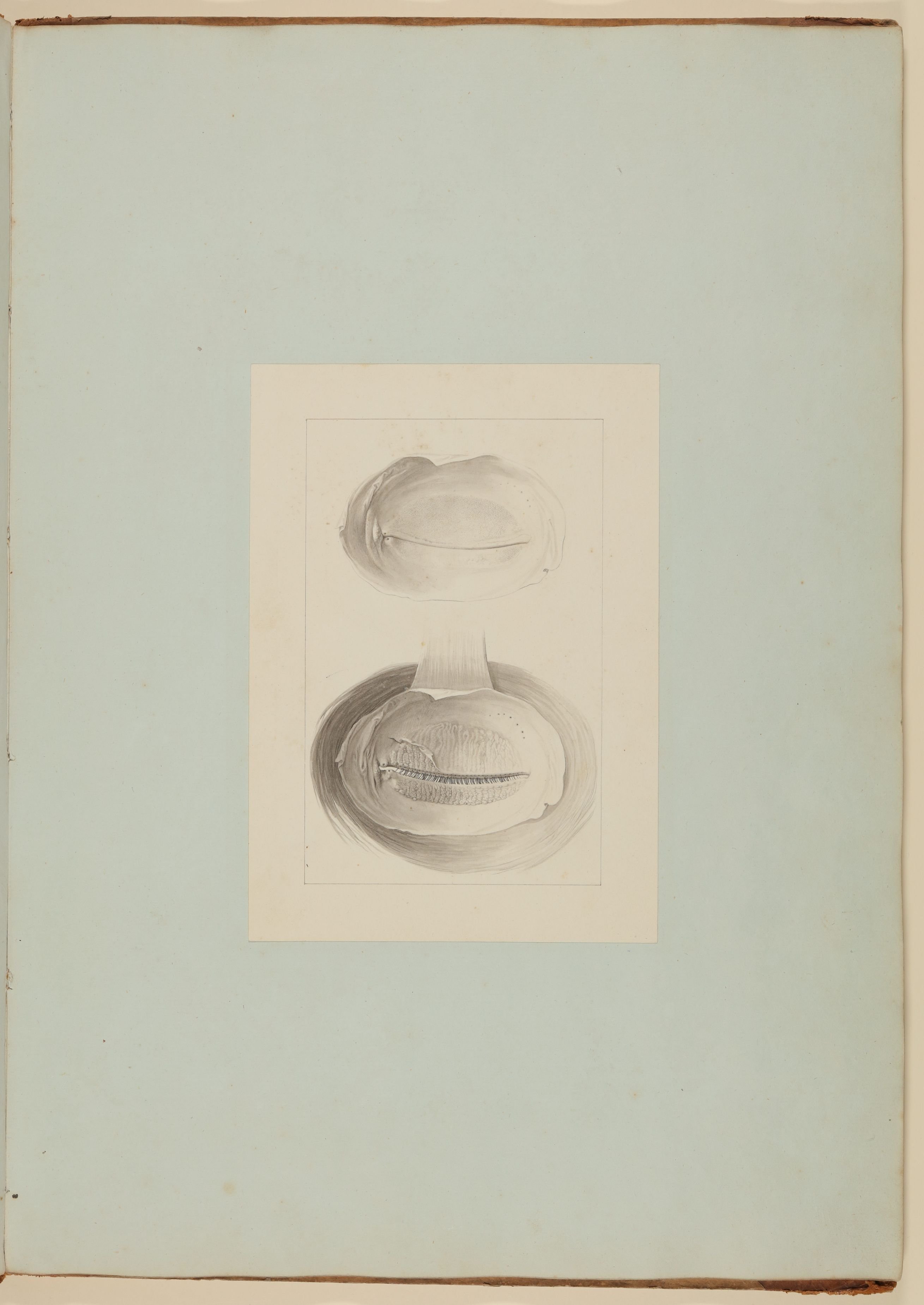 Christian Koeck, Inwendige Fläche der Verbindungshaut sowie inwendige Fläche der Augenlider mit Schmalzdrüsen [Vorzeichnung zu Samuel Thomas Soemmerring, Abbildungen des menschlichen Auges, Frankfurt am Main 1801, Tafel II ("schattierte Darstellung"), Fig. 14, 15]