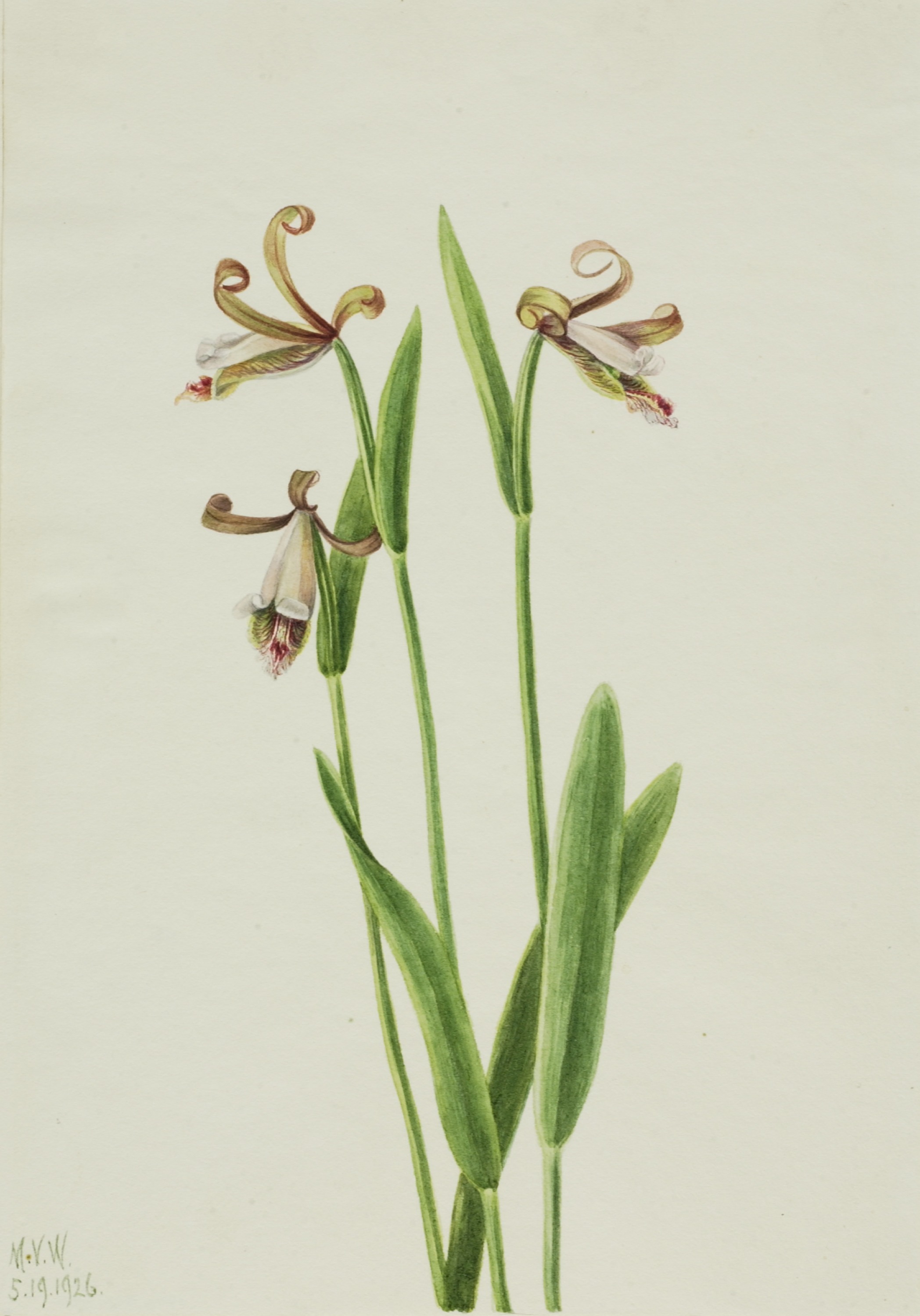 Mary Vaux Walcott, Rosebud Orchid (Pogonia divaricata)