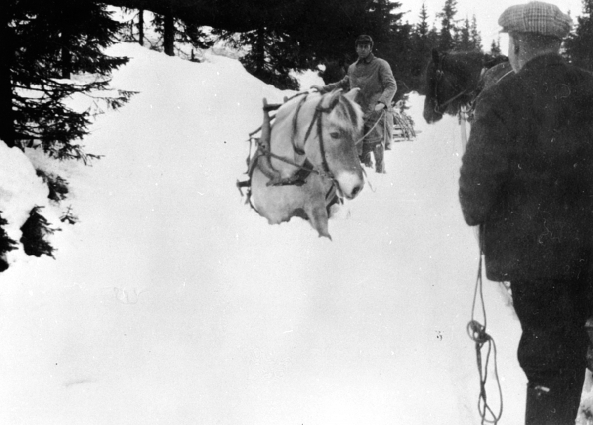 Anno Domkirkeodden, Påsketurister fraktes med hest og slede til Bjønnåsen, Ringsaker. Hest i dyp vårsnø.