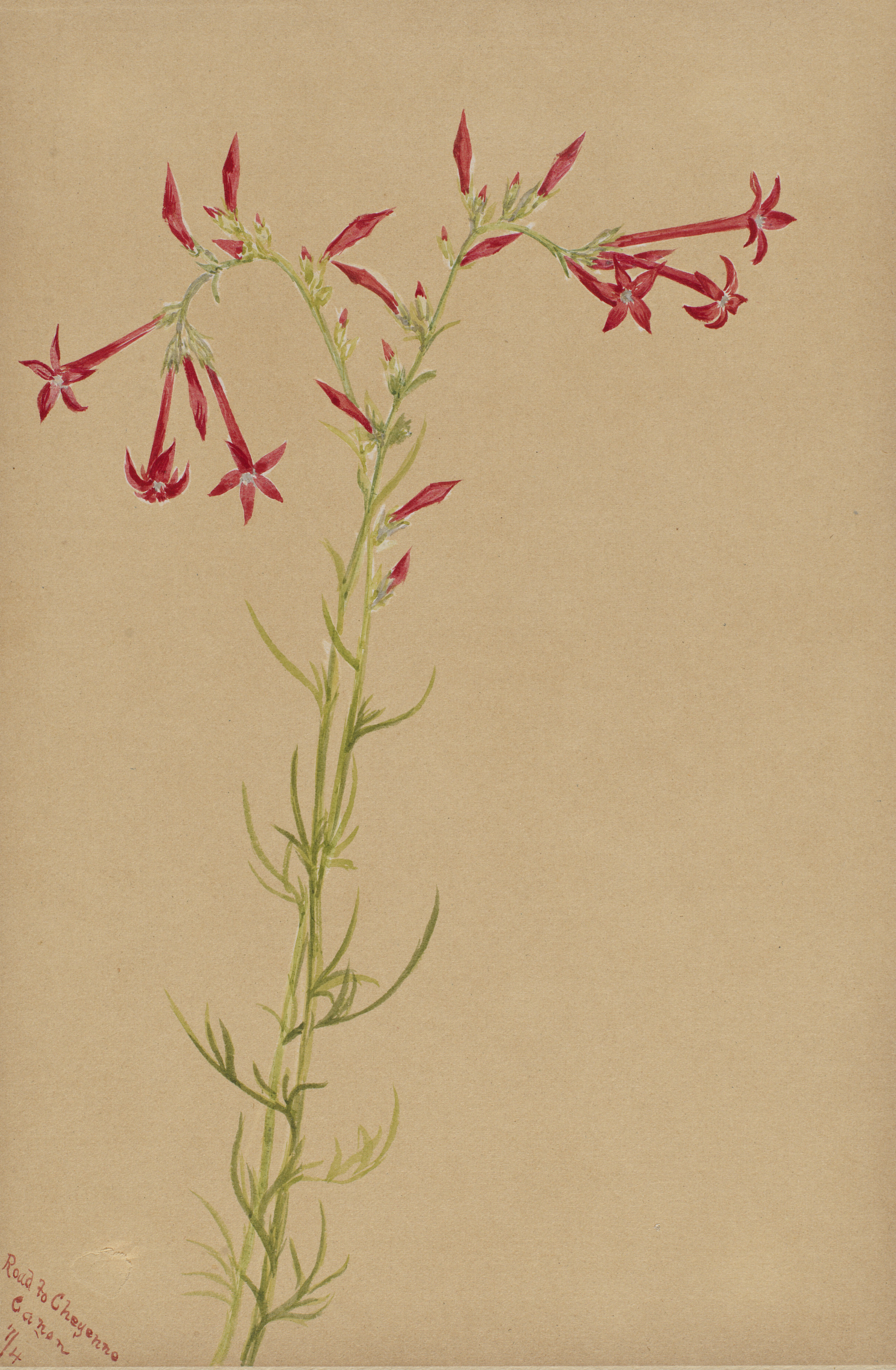 Mary Vaux Walcott, Untitled--Flower Study