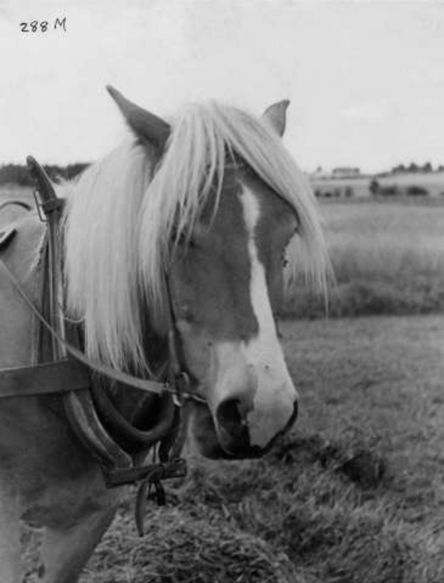 Anders Beer Wilse, -7931