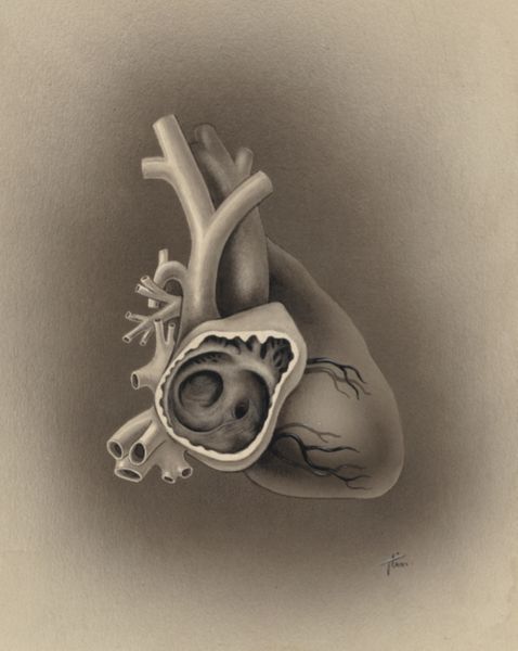 J Tinkelenberg, Part of the heart and circulatory system