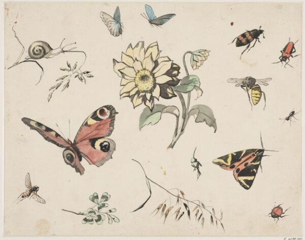 anonymous, Drawing