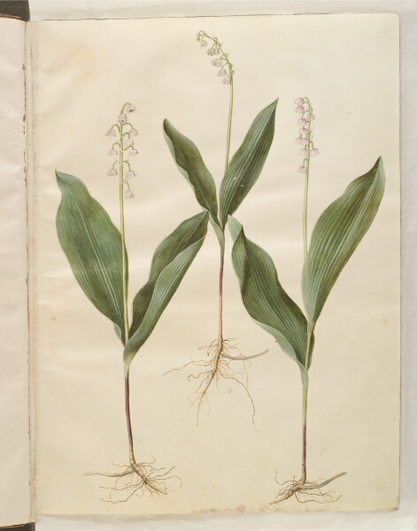 Hans Simon Holtzbecker, Convallaria majalis (liljekonval); Convallaria majalis (varietet af liljekonval)