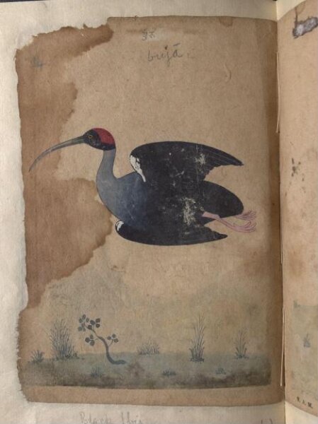 Unknown, Depictions of a Domestic goose and Black ibis inocotis, of Northern India