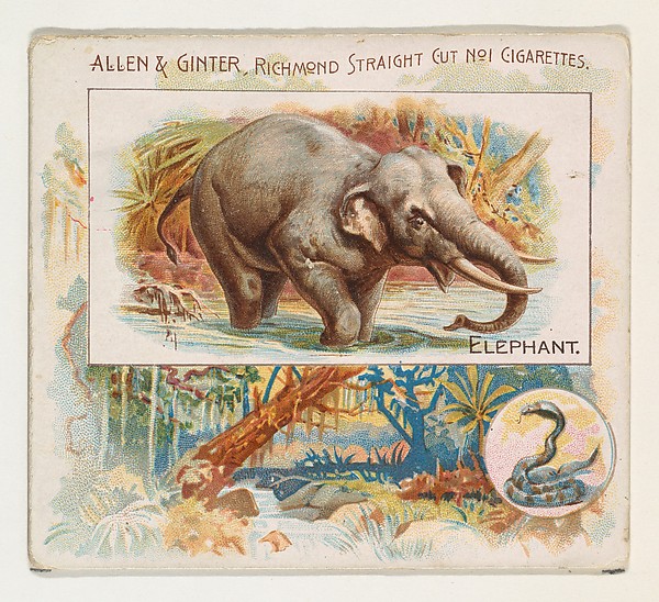 Allen & Ginter, Elephant, from Quadrupeds series (N41) for Allen & Ginter Cigarettes