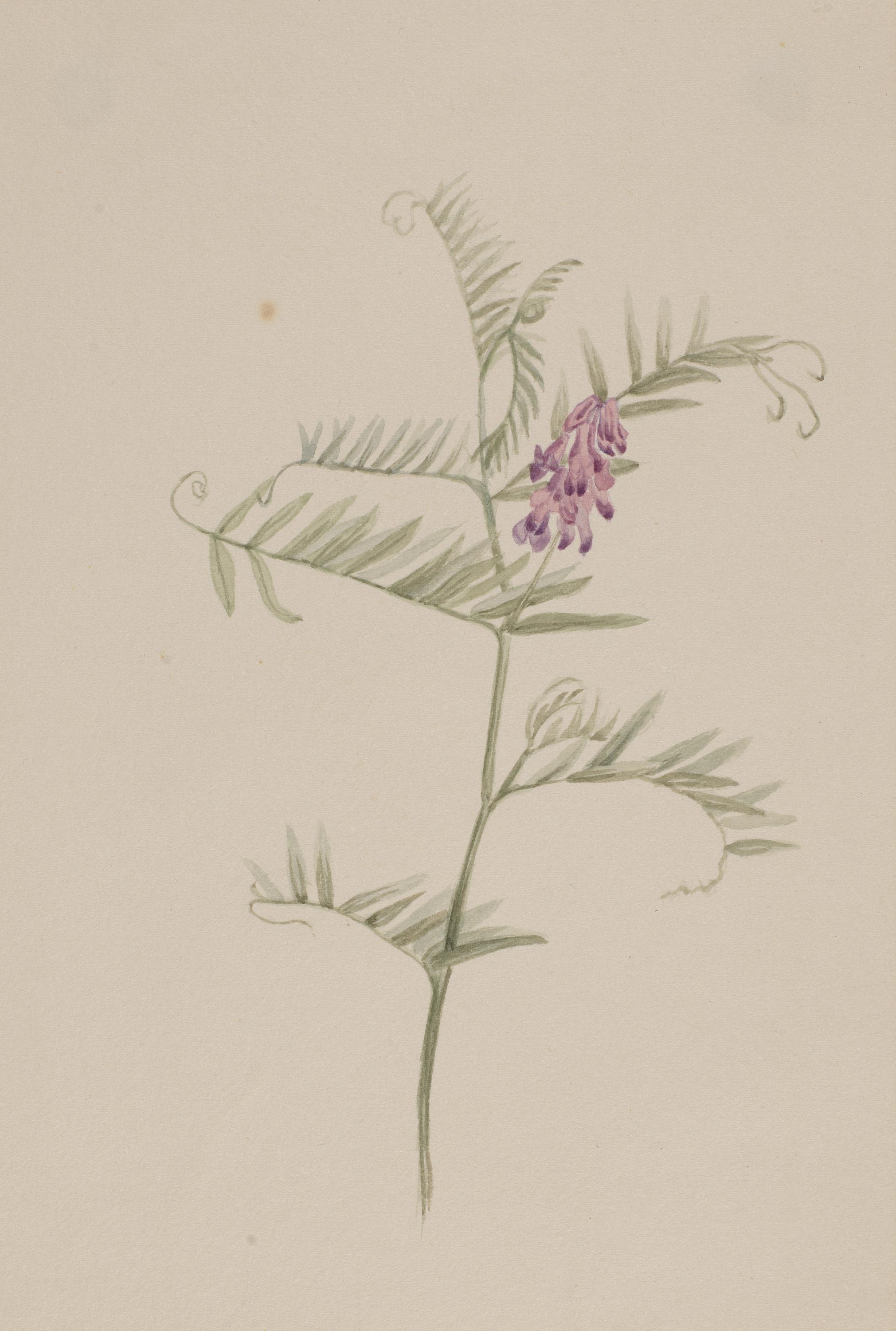 Mary Vaux Walcott, Vicia americana