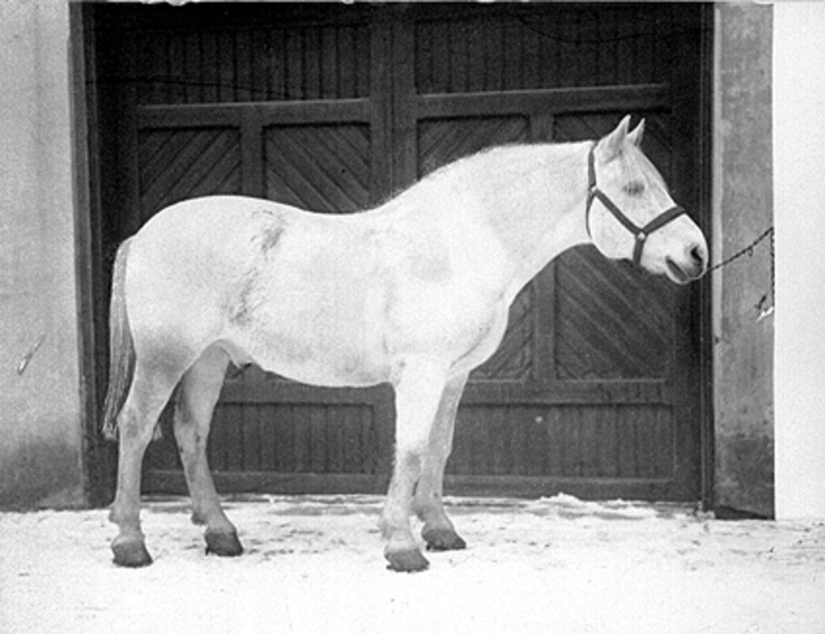 Anno Domkirkeodden, HAMAR BRANNVAKTS HEST FRITHJOF