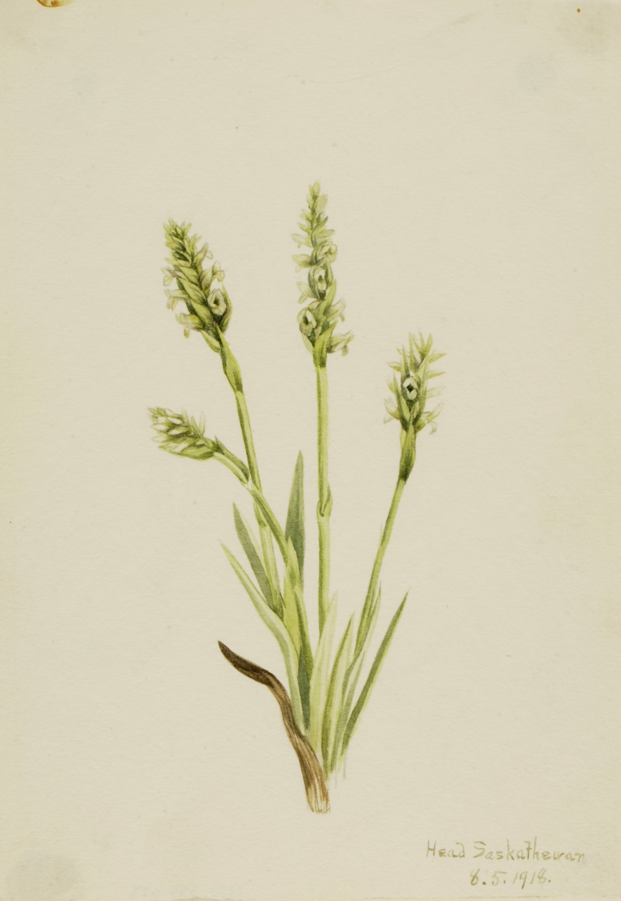 Mary Vaux Walcott, Hooded Ladies-Tresses (Ibidium strictum)