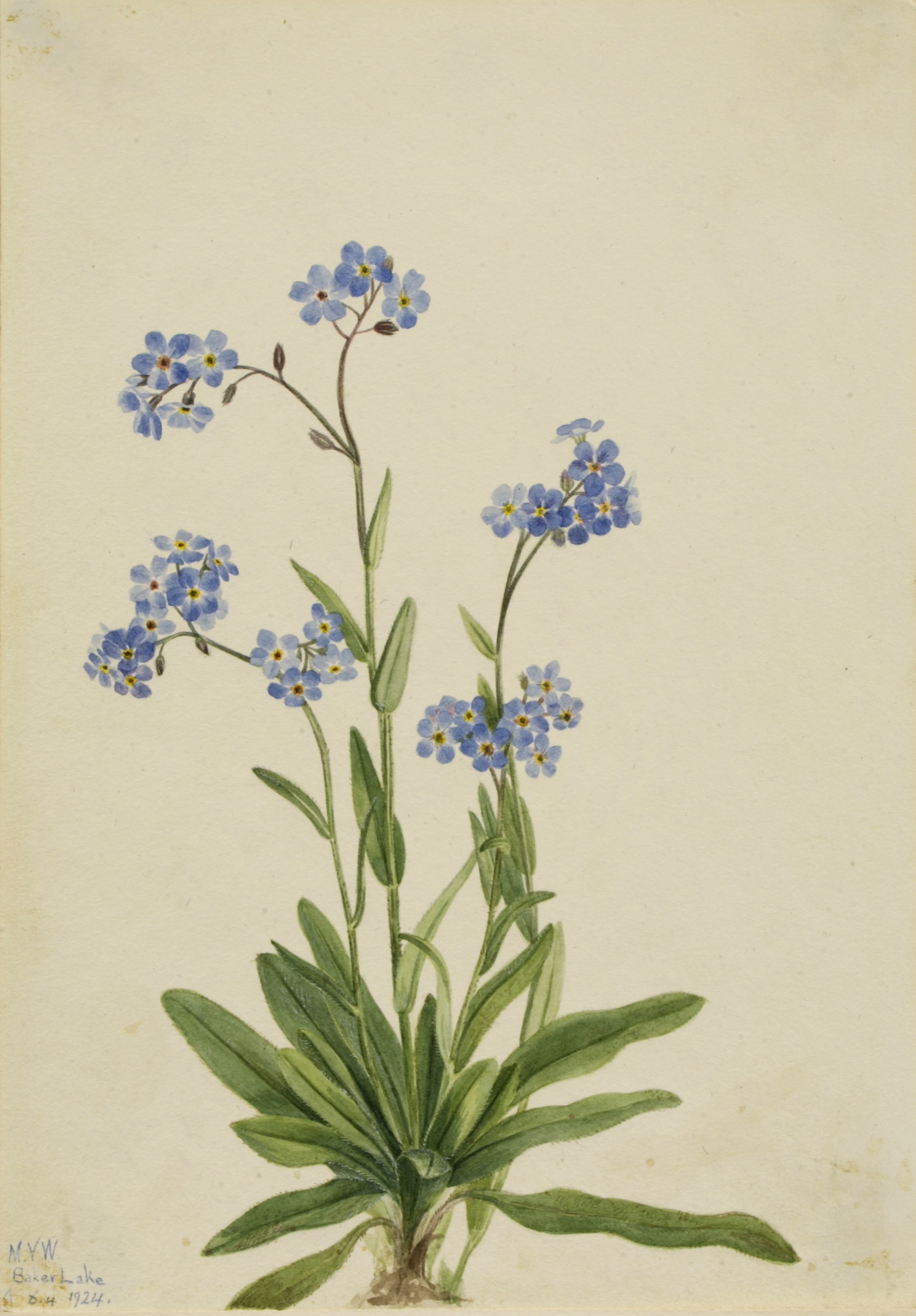 Mary Vaux Walcott, Alpine Forget-me-not (Myosotis alpestris)