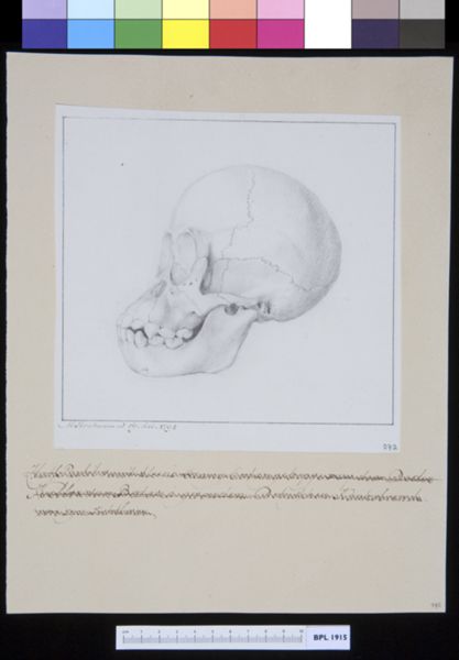 M Houtman, Animals: ape, skull