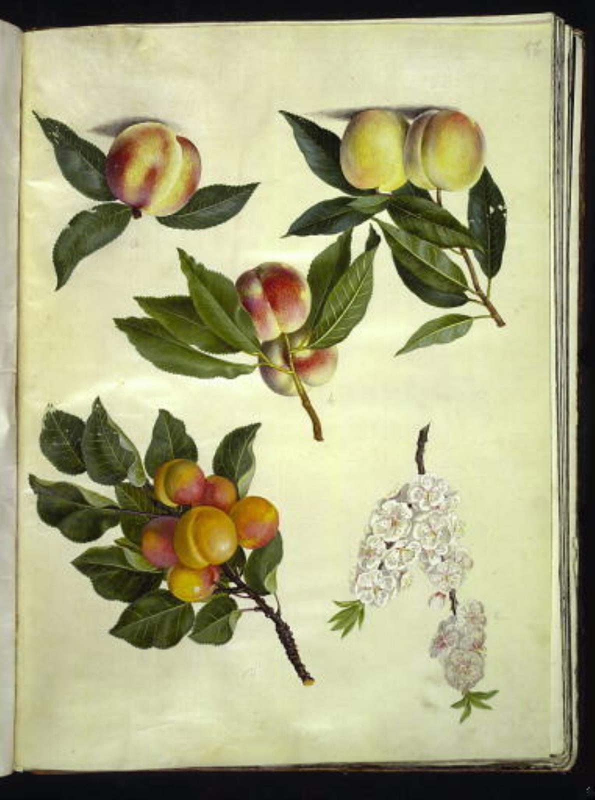 Hans Simon Holtzbecker, Prunus persica (fersken); Prunus armeniaca (almindelig abrikos)