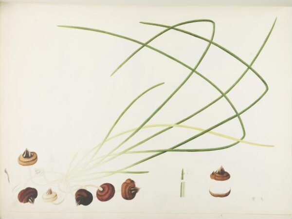 unknown, Flowers and Fruits