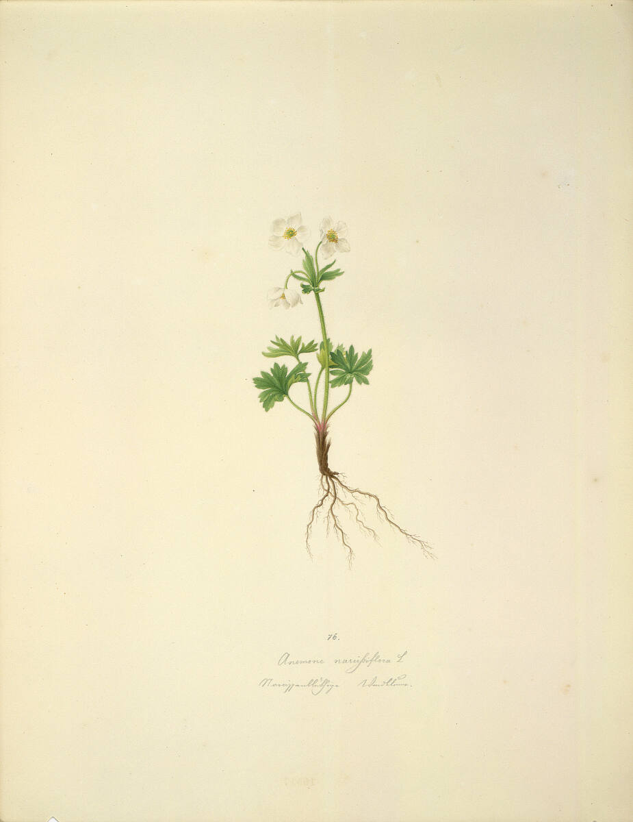 AugustRokert, Anemone narcissiflora L - Narzissen-Windröschen