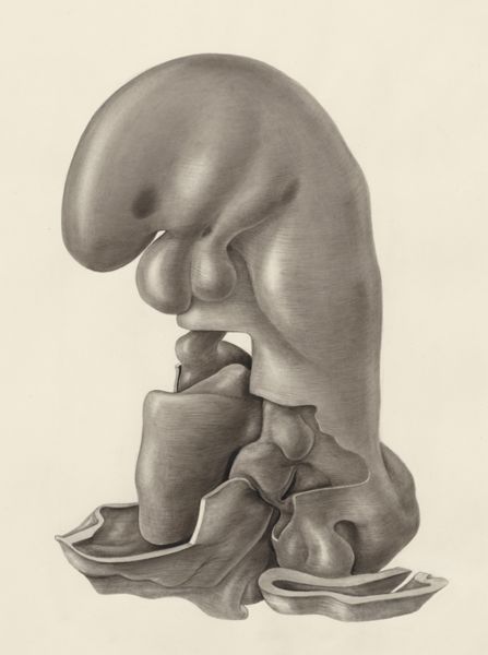 H.G Wetselaar, Human embryo
