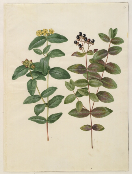 Hans Simon Holtzbecker, Hypericum androsaemum (bær-perikon)