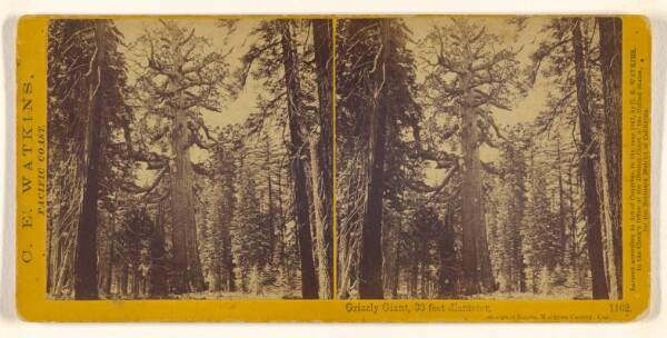 Carleton Watkins, Grizzly Giant, 33 feet diameter, Mariposa Grove, Mariposa County, Cal.