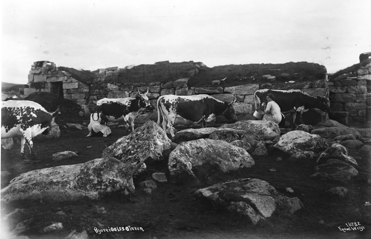 Anders Beer Wilse, Prot: Hardangervidden Kreaturene Konv: Udenfor Bjoreidalssæteren