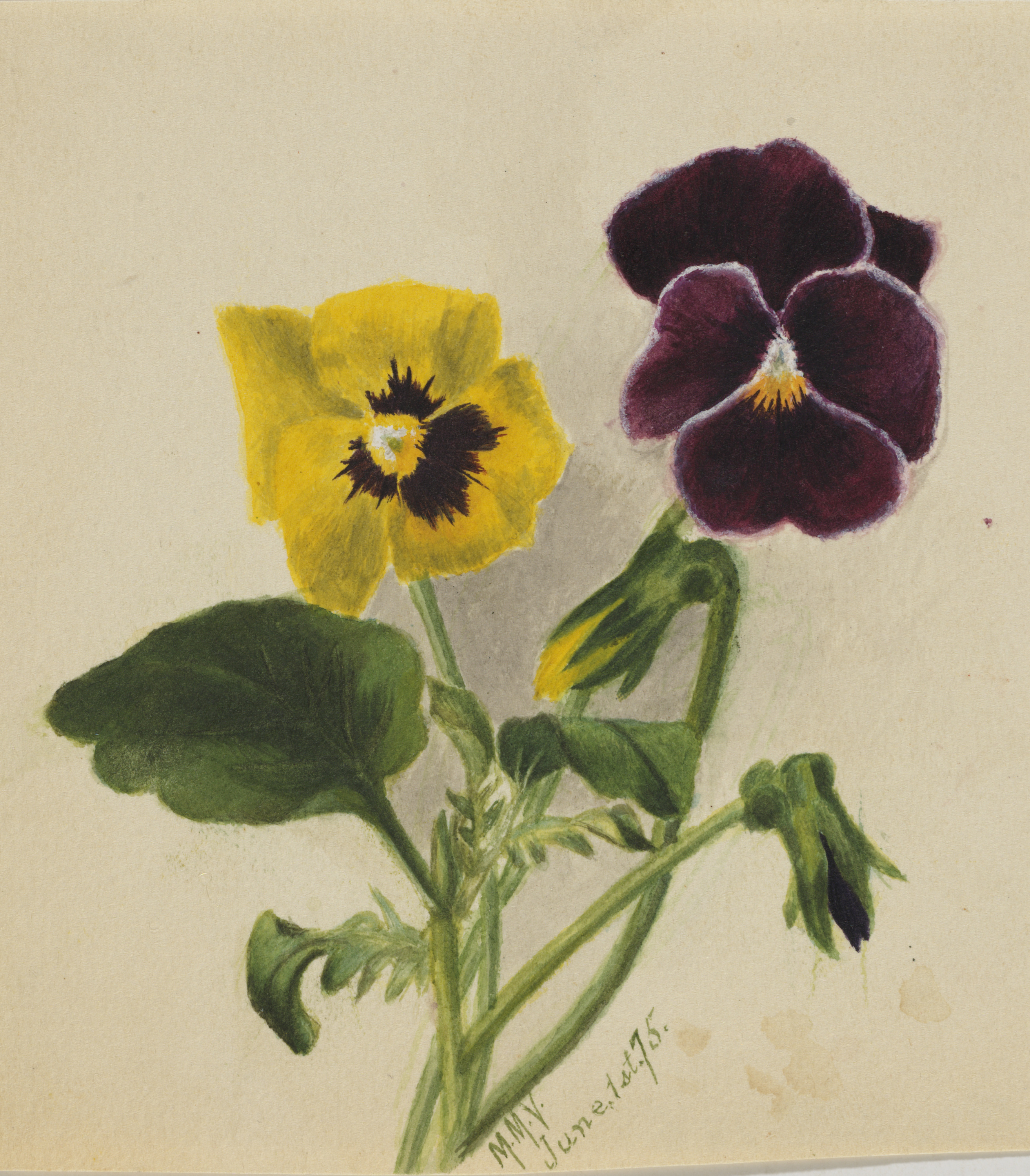 Mary Vaux Walcott, Untitled (Pansies)