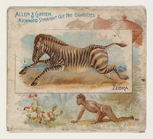 Allen & Ginter, Zebra, from Quadrupeds series (N41) for Allen & Ginter Cigarettes