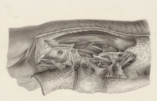 J Tinkelenberg, Muscular tissue of the hand