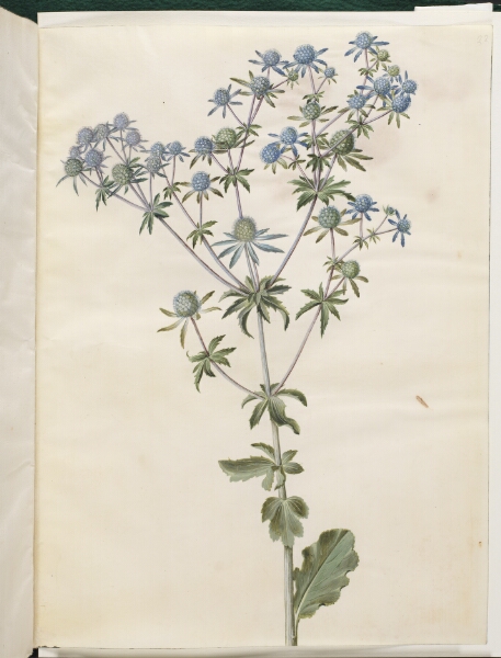 Hans Simon Holtzbecker, Eryngium planum (have-mandstro)