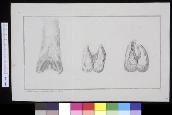 M Houtman, Unidentified subject: bovine feet
