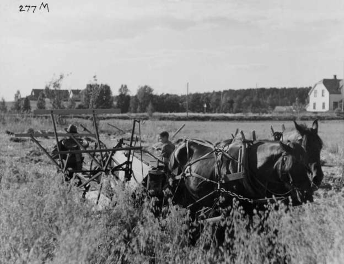 Anders Beer Wilse, -8022