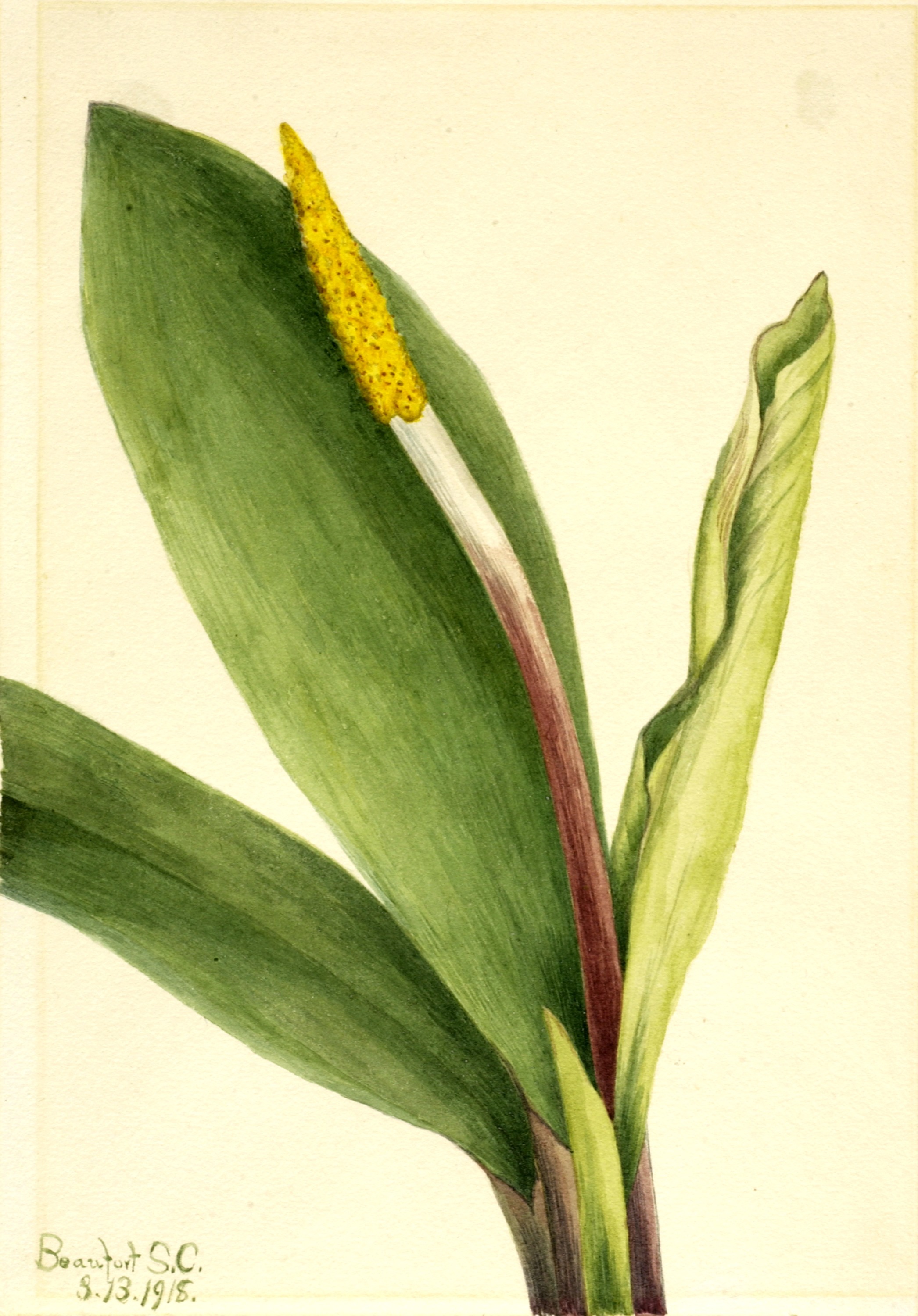 Mary Vaux Walcott, Goldenclub (Orontium aquaticum)
