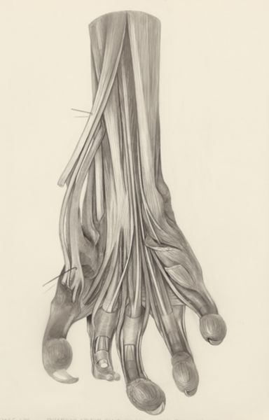 H.G Wetselaar, Muscular tissue of the claw of a gray four-eyed opossum