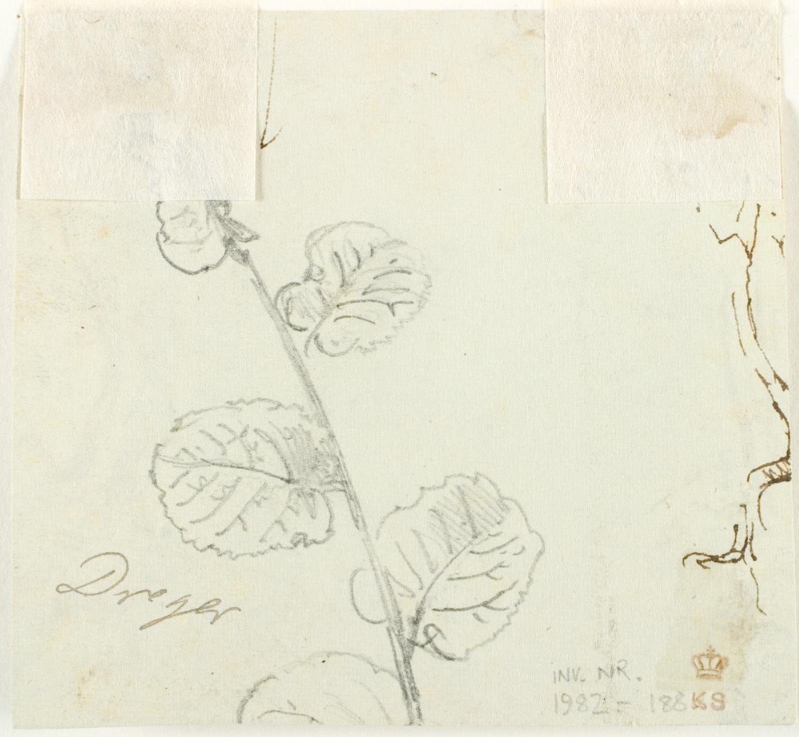 Dankvart Dreyer, Plantestudie