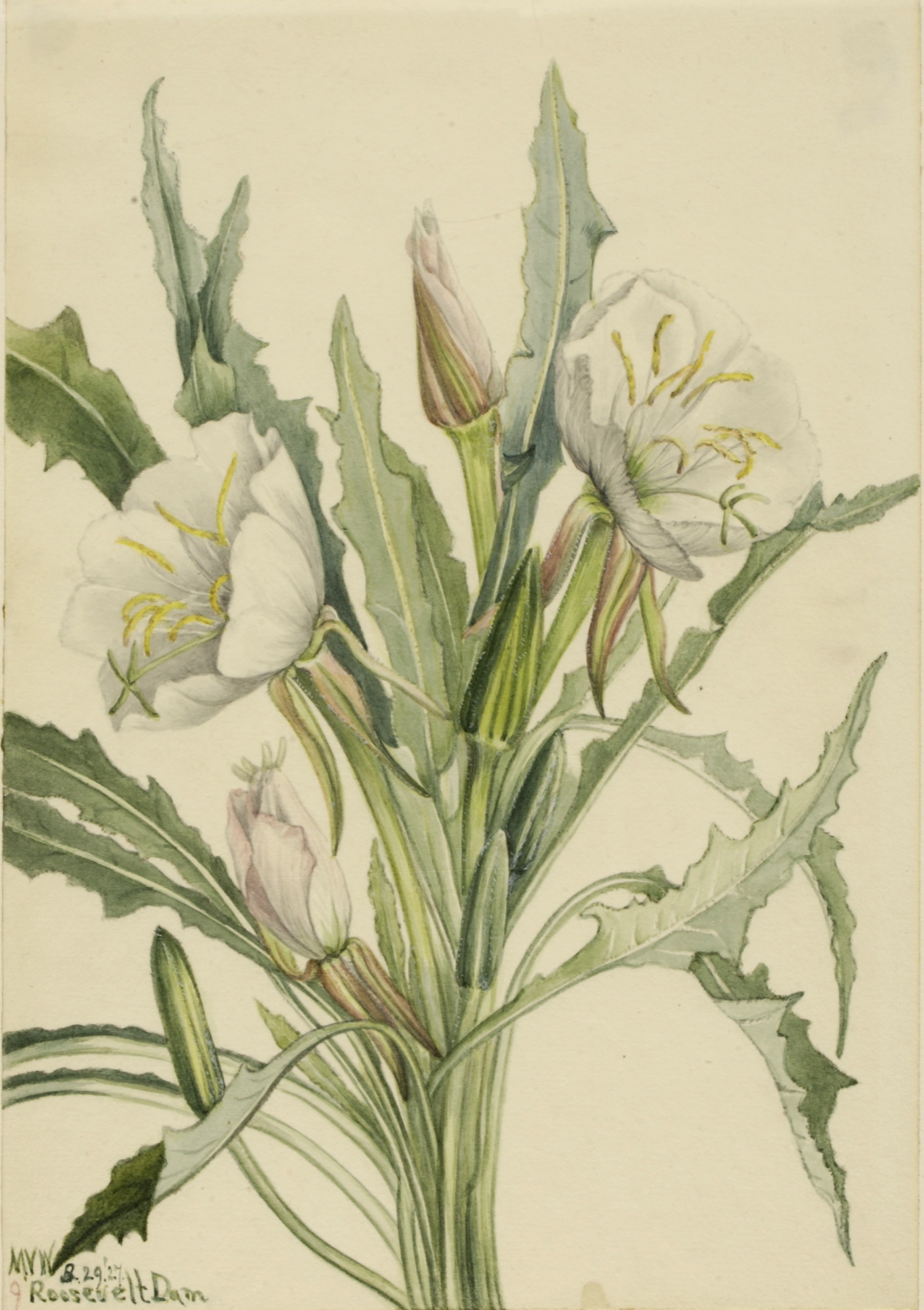 Mary Vaux Walcott, Evening Primrose (Pachyoplus hirsutus)