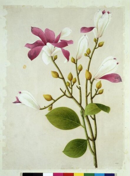 Unknown, Purple Magnolia