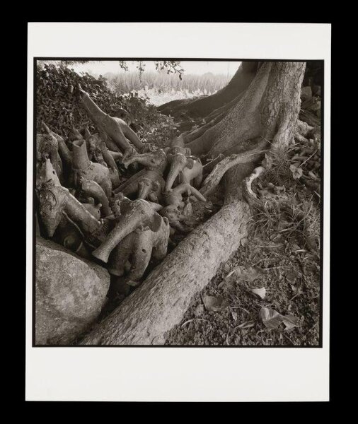Rosalind Fox Solomon, Untitled