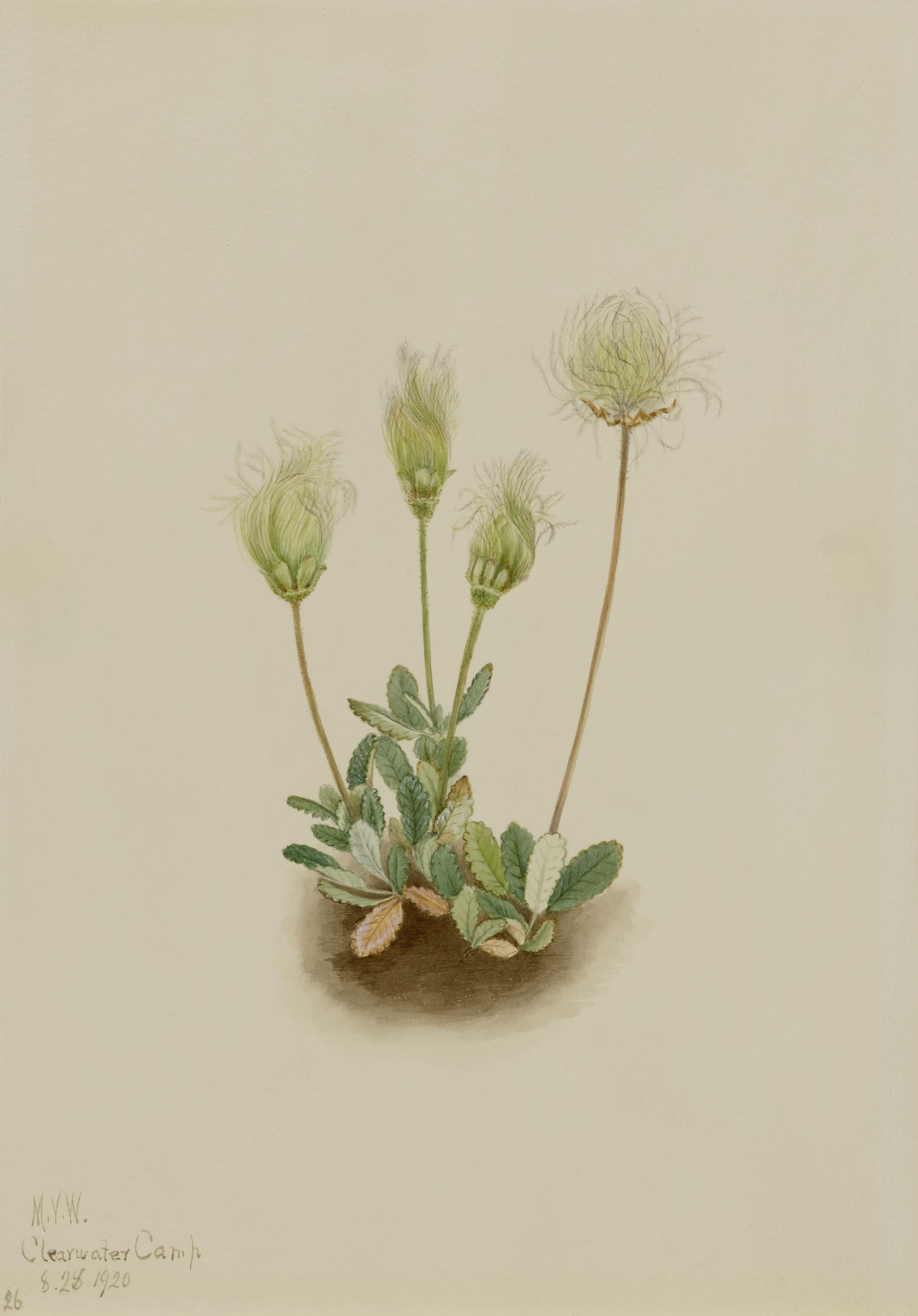 Mary Vaux Walcott, White Dryad (Dryas octopetala)