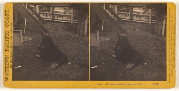 Carleton Watkins, Seal At Woodward's Gardens, S.F.