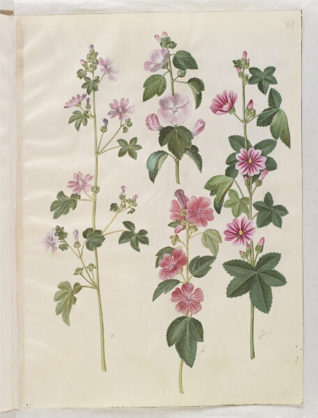 Hans Simon Holtzbecker, Malva sylvestris (almindelig katost); Lavatera thuringiaca (tysk poppelrose)
