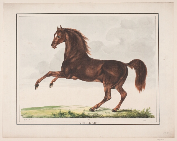 Christian David Gebauer, Hesten Velskabt