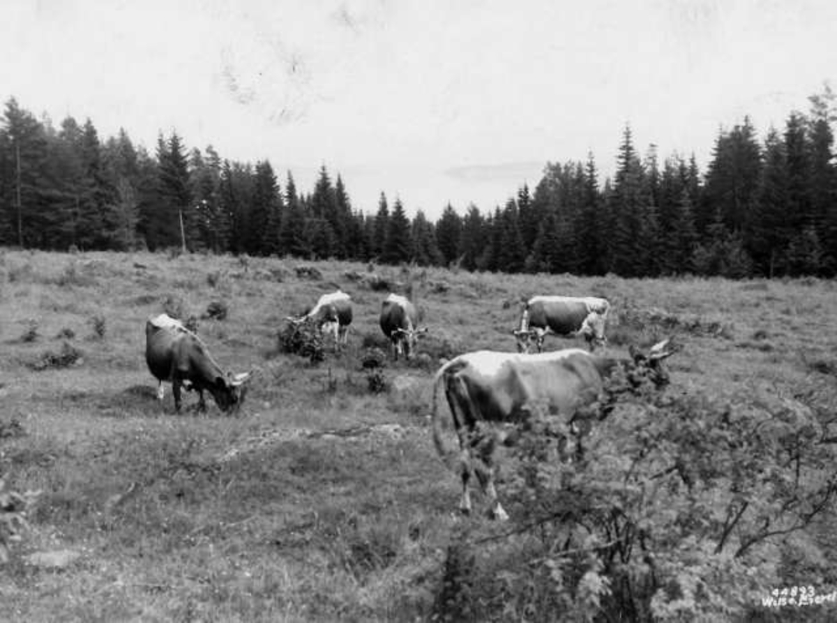 Anders Beer Wilse, -7903