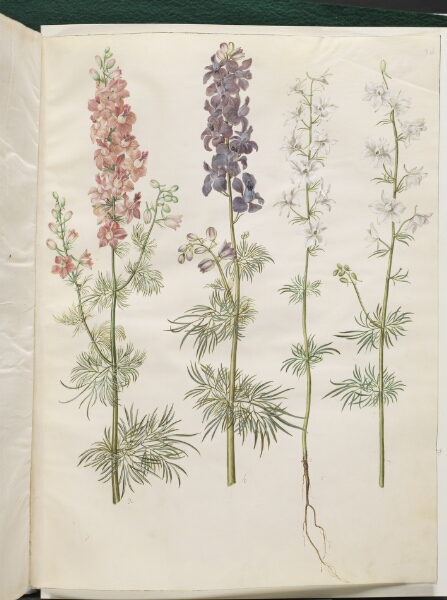 Hans Simon Holtzbecker, Consolida ajacis (have-ridderspore)
