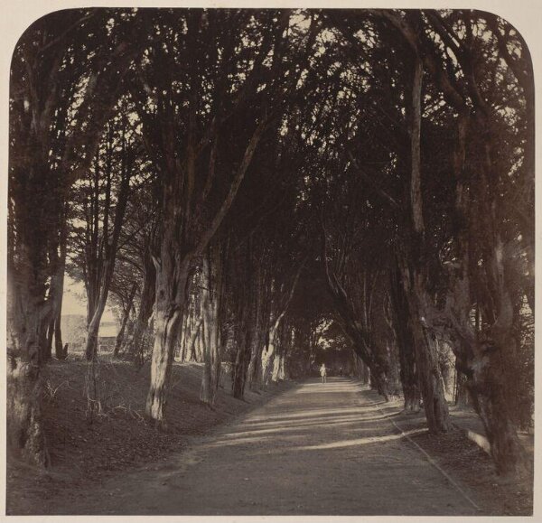 Fenton, Roger, The Dark Walk, Stonyhurst