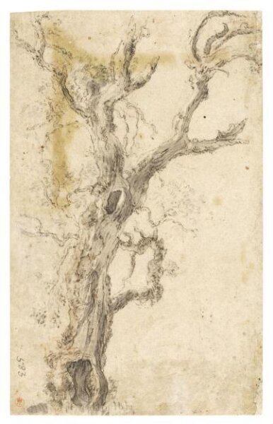 Unknown, Sketch of a Tree