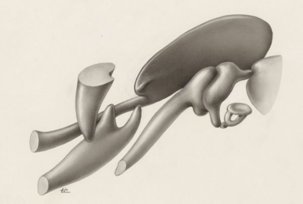 J Tinkelenberg, Sensory organs on an embryo