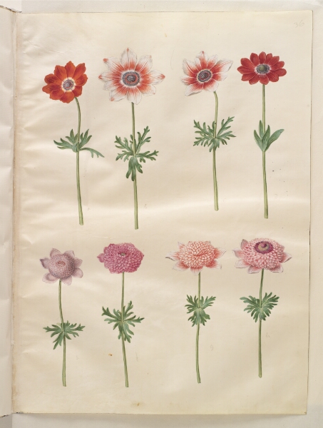 Hans Simon Holtzbecker, Anemone coronaria L. (fransk anemone); Anemone pavonina (påfugle-anemone)